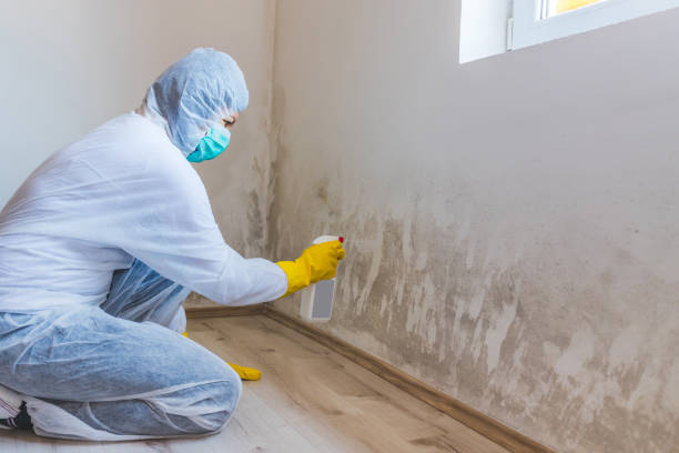 Licensed Attic Mold Remediation service in Woodbury, PA - Mold Remediation HQ
